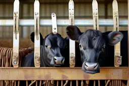 如何挑选附加服务中的优质牛肉