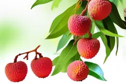 荔枝外壳的妙用，揭秘时令鲜蔬选购窍门