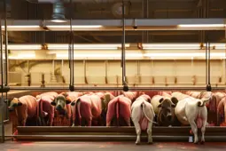 如何挑选优质牛肉，暂养环境与分级指南